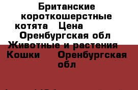 Британские короткошерстные котята › Цена ­ 2 000 - Оренбургская обл. Животные и растения » Кошки   . Оренбургская обл.
